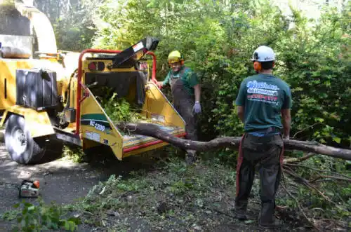 tree services Berkley